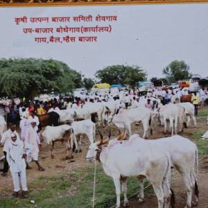 gayabailamhaisa_bajara_-upabajara_bodhegava_original